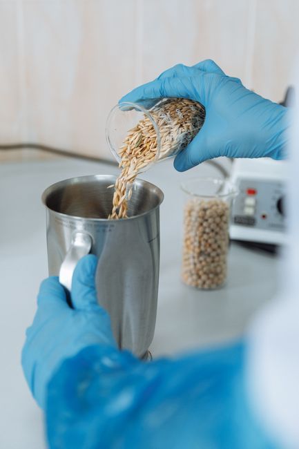 A scientist wearing rubber gloves pours grains into a metallic container for research.
